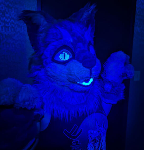 Ginger Cat Pre-made Ginger Cat Pre-made